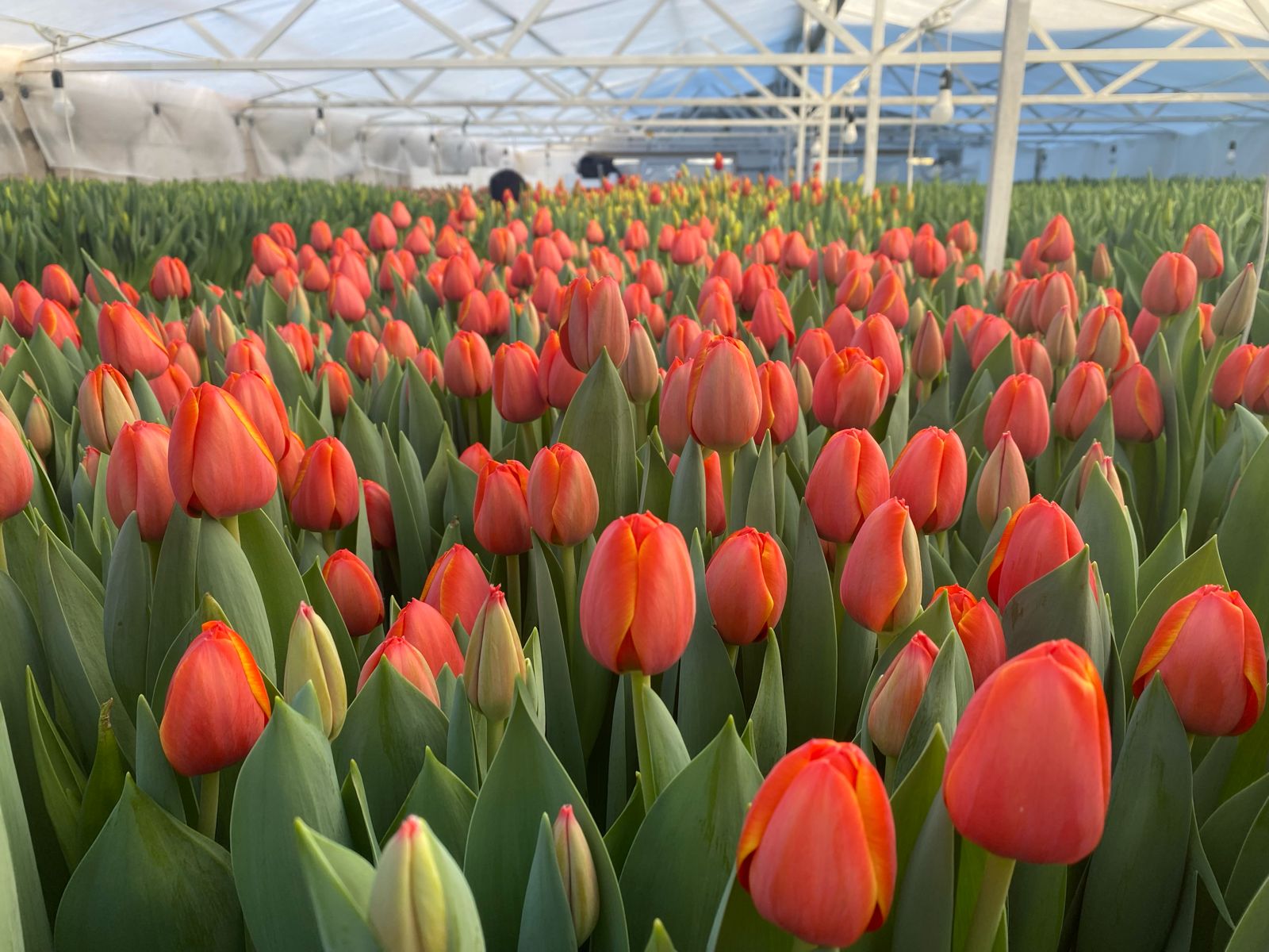 В Уральске собран первый урожай тепличных тюльпанов